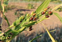Load image into Gallery viewer, 100% Organic Pearl Barley Extract: granule type 3 packs set