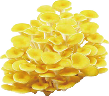 Load image into Gallery viewer, Golden Oyster Mushroom Extract (42mg x 30 Packets)