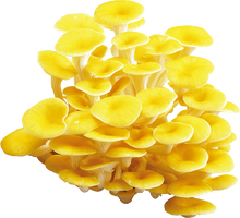 Load image into Gallery viewer, Golden Oyster Mushroom Extract (42mg x 30 Packets) 2Boxes