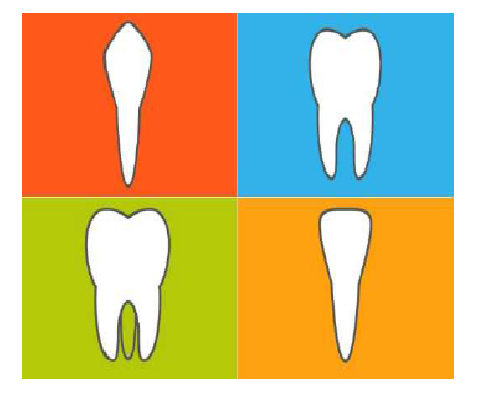 THE RELATIONSHIP BETWEEN TOOTH STRUCTURE AND DIET
