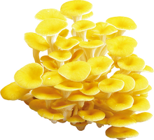 Load image into Gallery viewer, Golden Oyster Mushroom Extract (42mg x 30 Packets) 2Boxes
